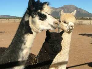 Young Jazzman, Mother Shadow to the left and Saki, an early alpaca to the right