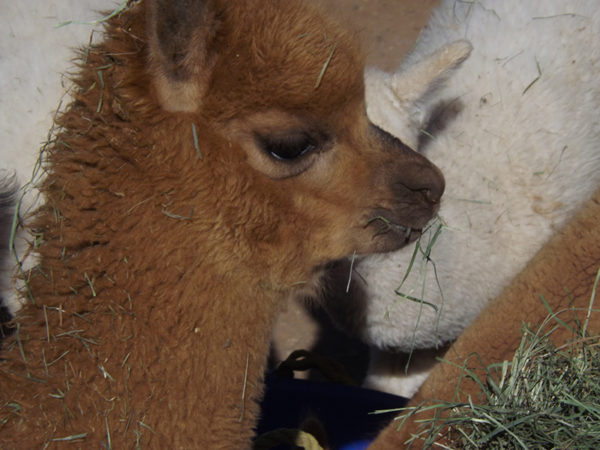 alpaca-01 alpaca-01