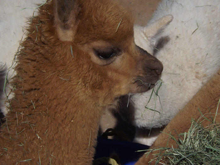 alpaca-01 alpaca-01