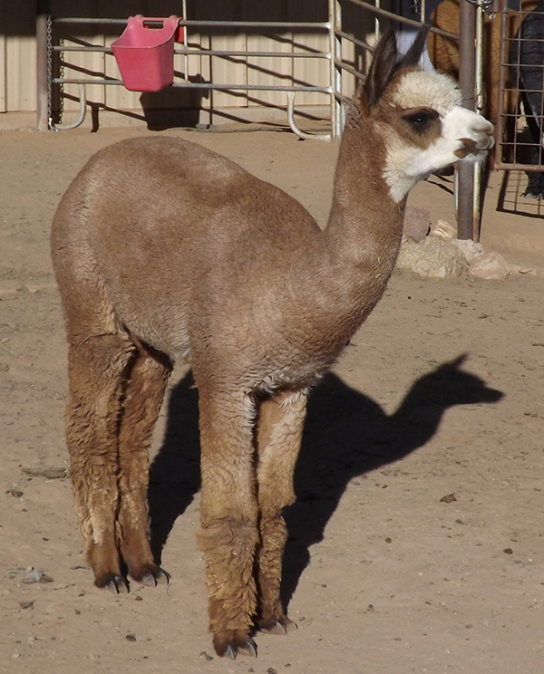 alpaca-10 alpaca-10