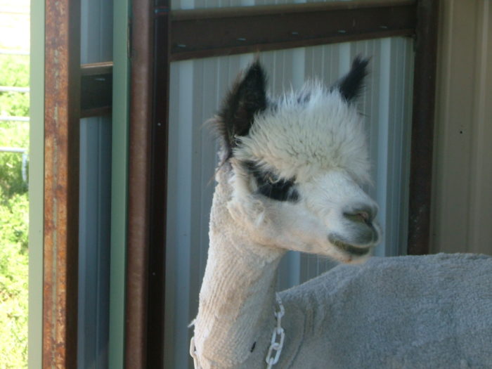 Handsome herdsire Chachapoya