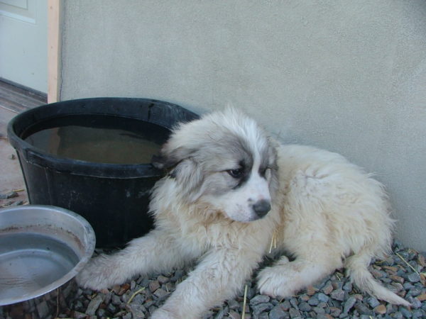 Baby Sundance Baby Sundance