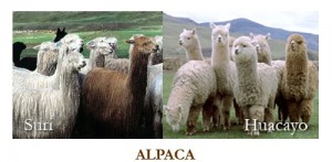 suri vs huayca alpacas
