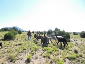 Danita bringing the alpacas home to the barn