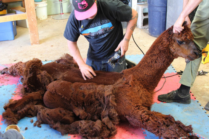 Neala McCarten shearing day 2