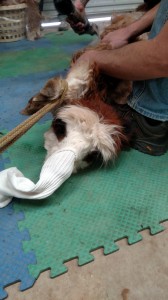 Godiva and the anti-spitting sock