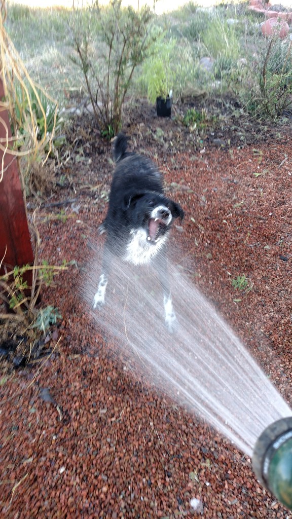 Salty Getting His Spring Bath